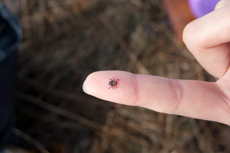 Diseases Caused By Bug Bites