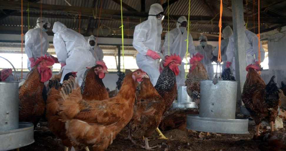 Why Public Health Officials Should Not Be Panicked About Bird Flu?